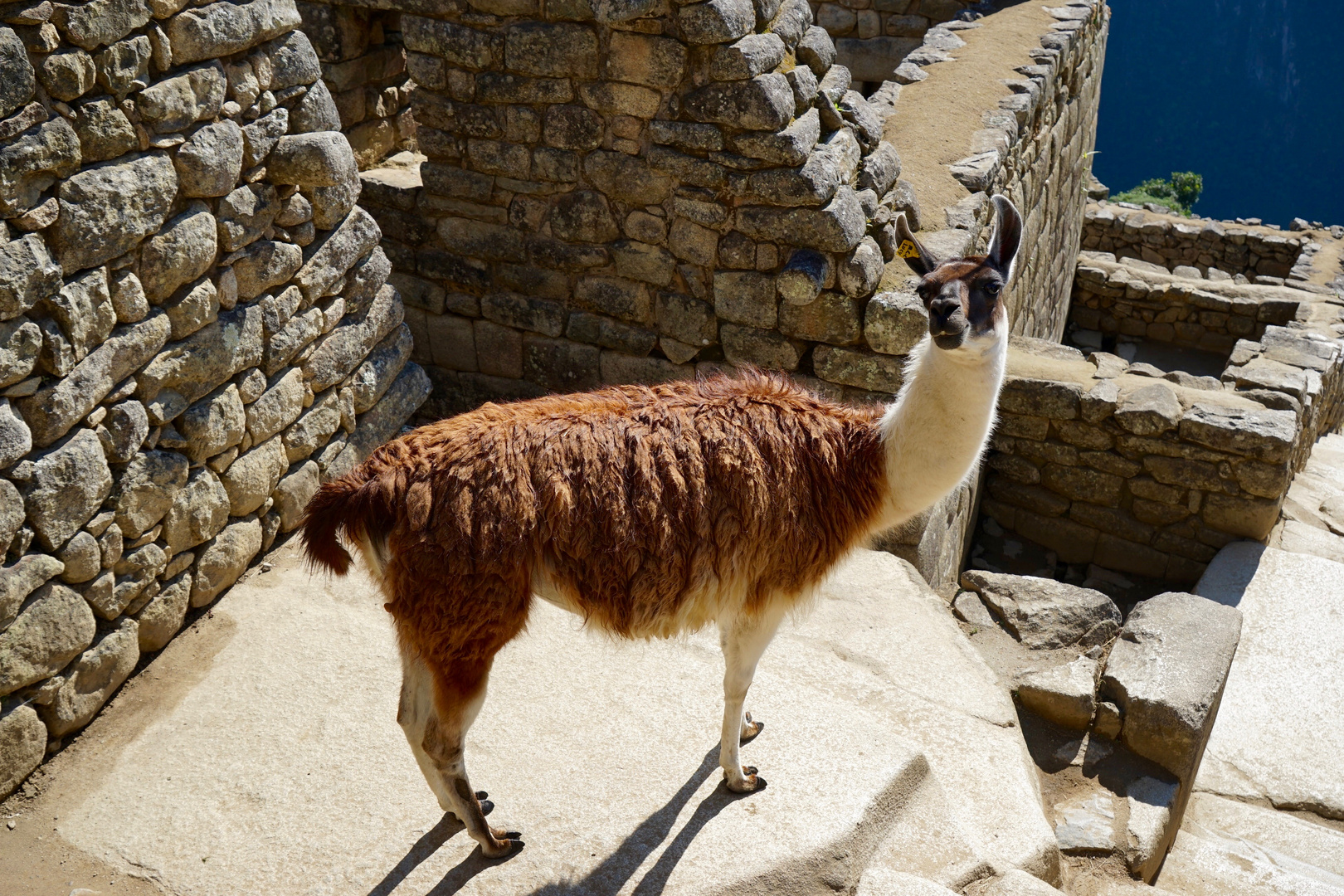 coucou llama