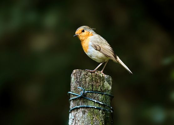 ...Coucou mes amis...-)