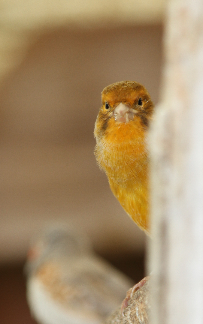 Coucou ? non jipé Canari ...........