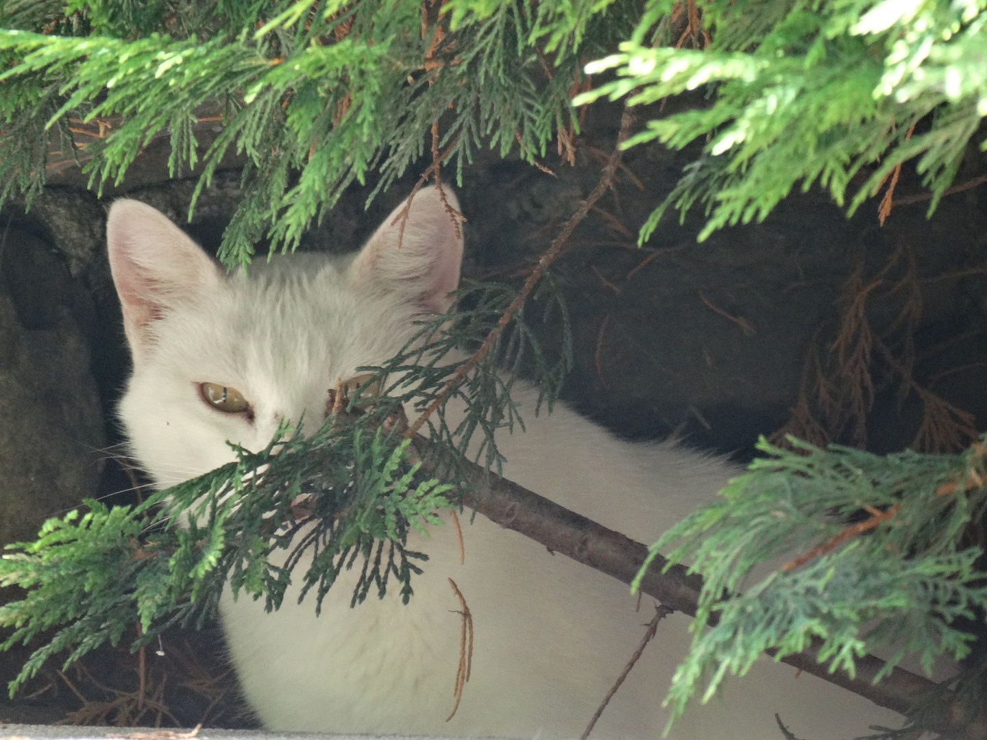 Coucou Toi Photo Et Image Nature Animaux Images Fotocommunity