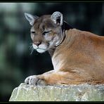 Cougar