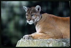 Cougar