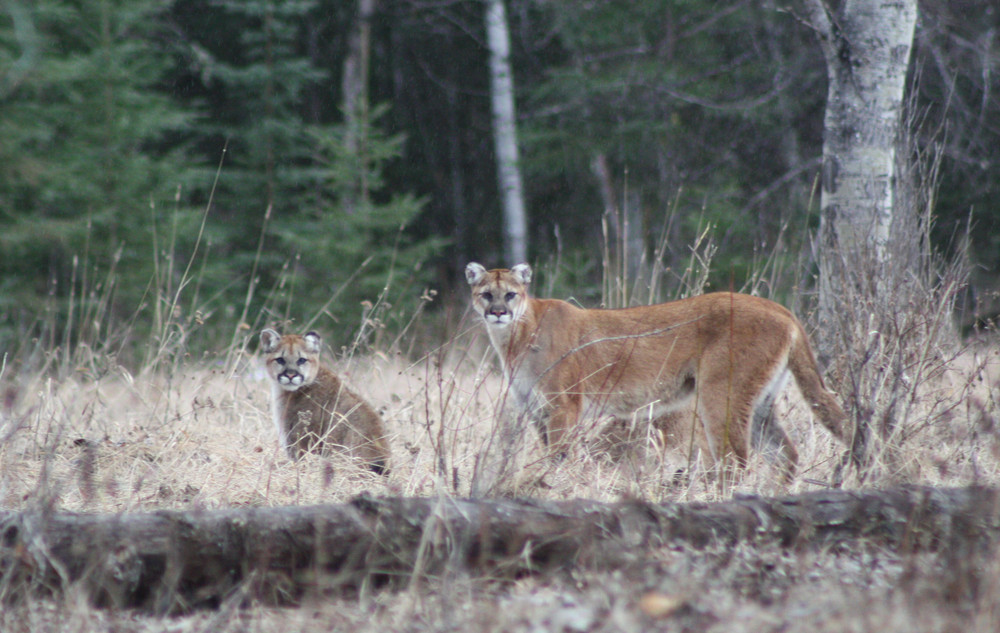 cougar and kittens