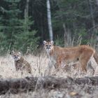 cougar and kittens