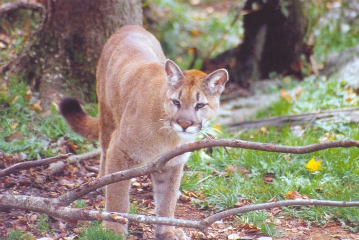 Cougar at Grandfather Mountain