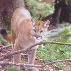 Cougar at Grandfather Mountain