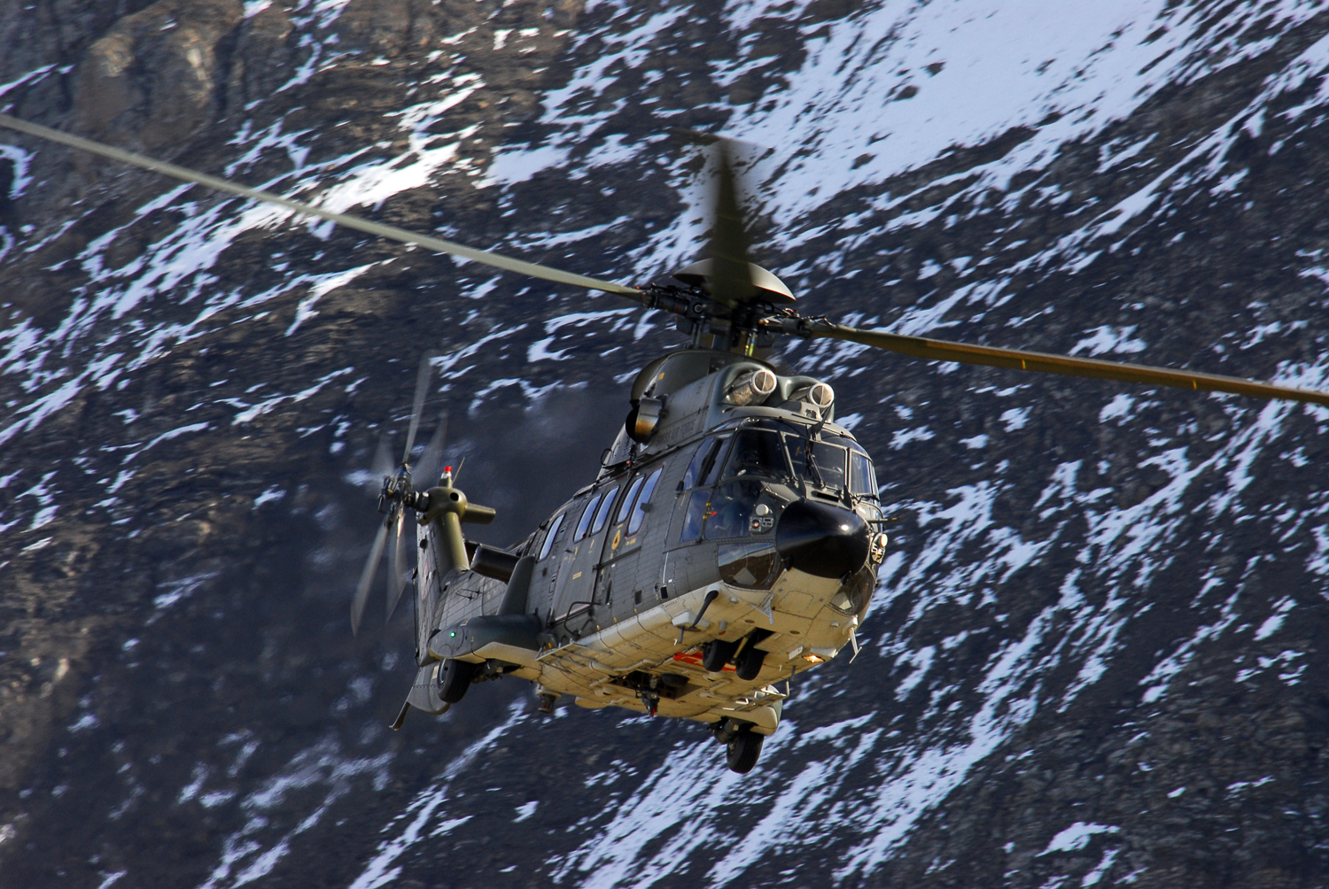 Cougar [Axalp]