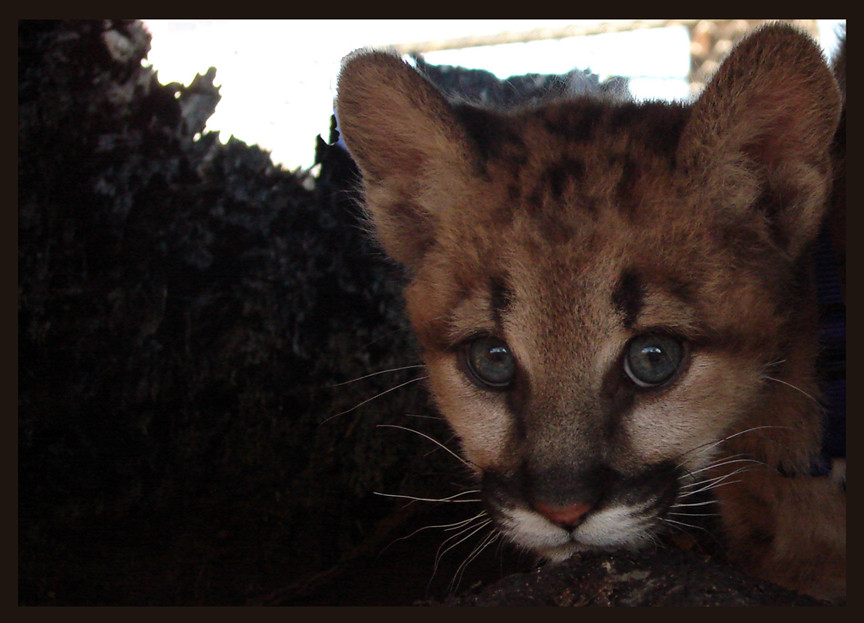 Cougar Cub