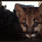 Cougar Cub