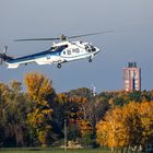 Cougar im herbstlichen Tegel