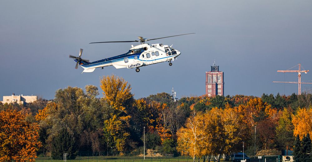 Cougar im herbstlichen Tegel