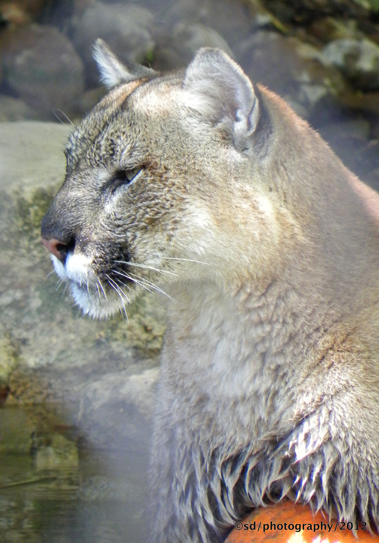 cougar in california