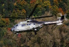 Cougar in Meiringen