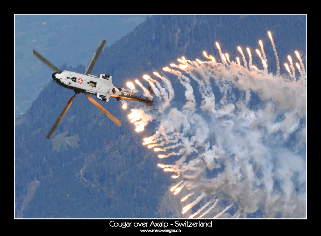 Cougar over Axalp - Switzerland