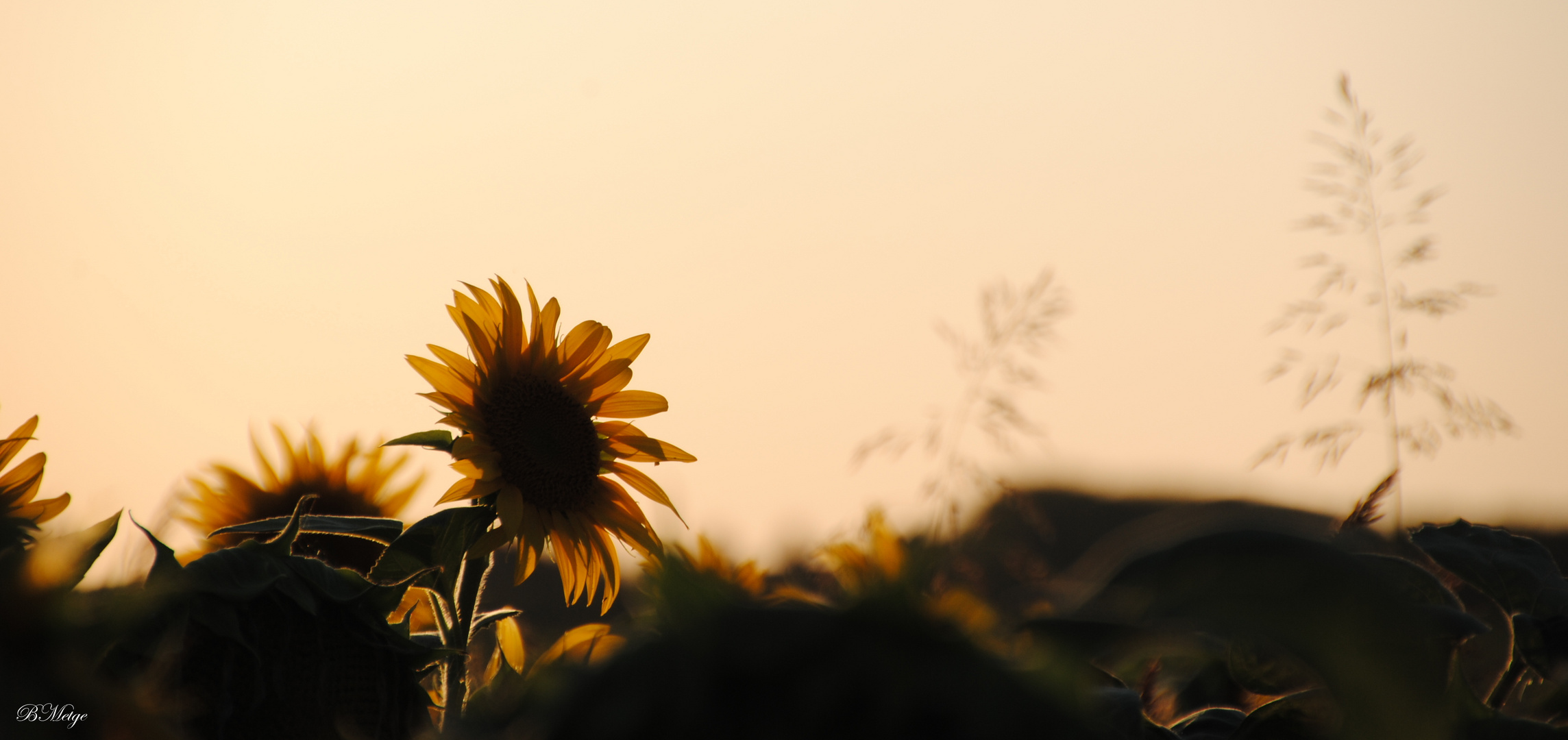 couher de soleil sur tournesol