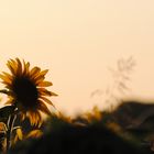 couher de soleil sur tournesol