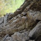 Coule la Vie dans les veines du grand Chêne.