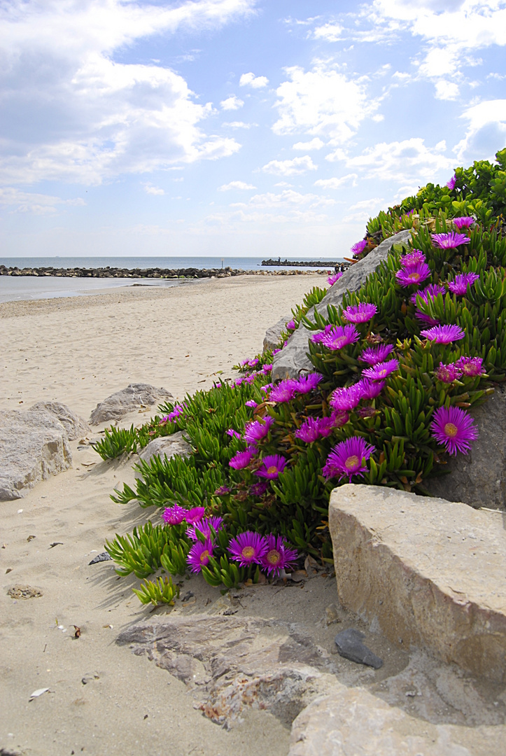 Coulée de fleurs sur la plage