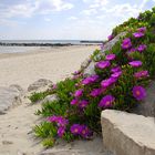 Coulée de fleurs sur la plage