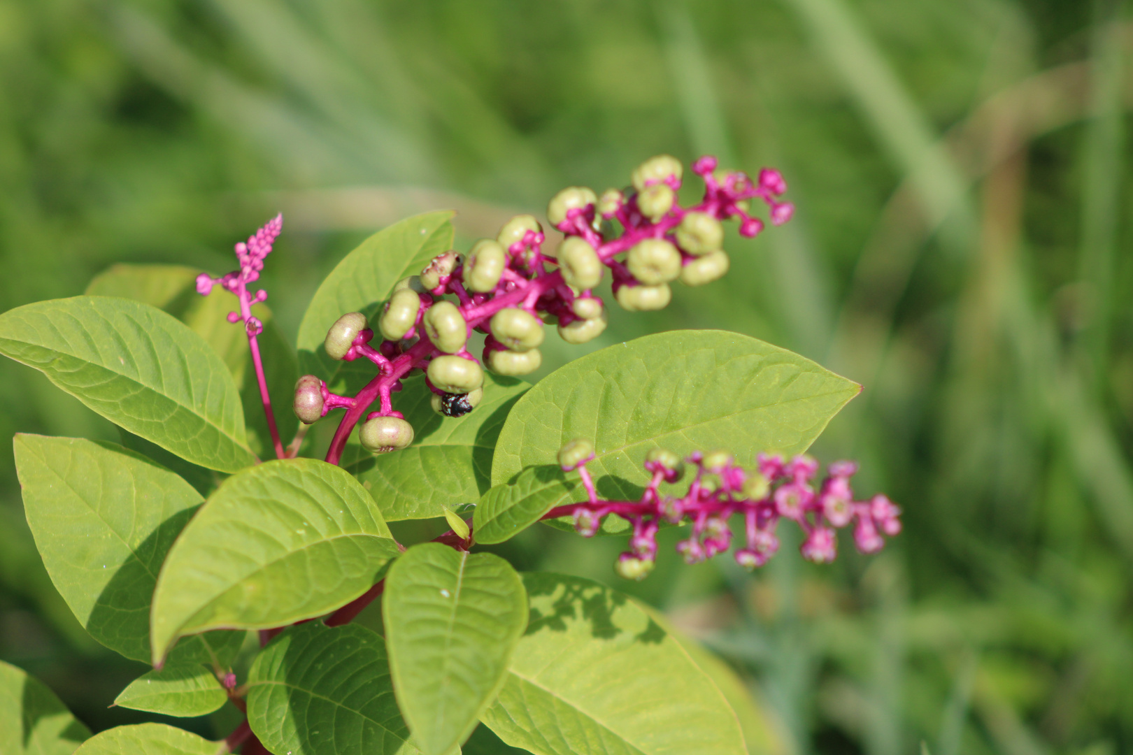 ...couleur - a rosa bonbon + vert !!!...