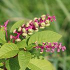 ...couleur - a rosa bonbon + vert !!!...