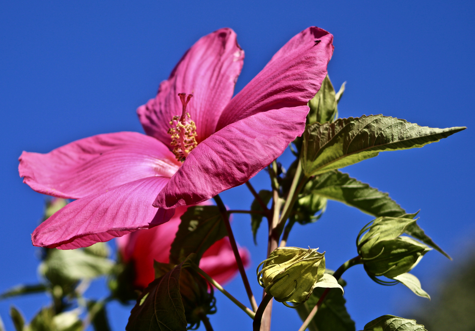 ...couleur - a rosa bonbon + vert  !!!...