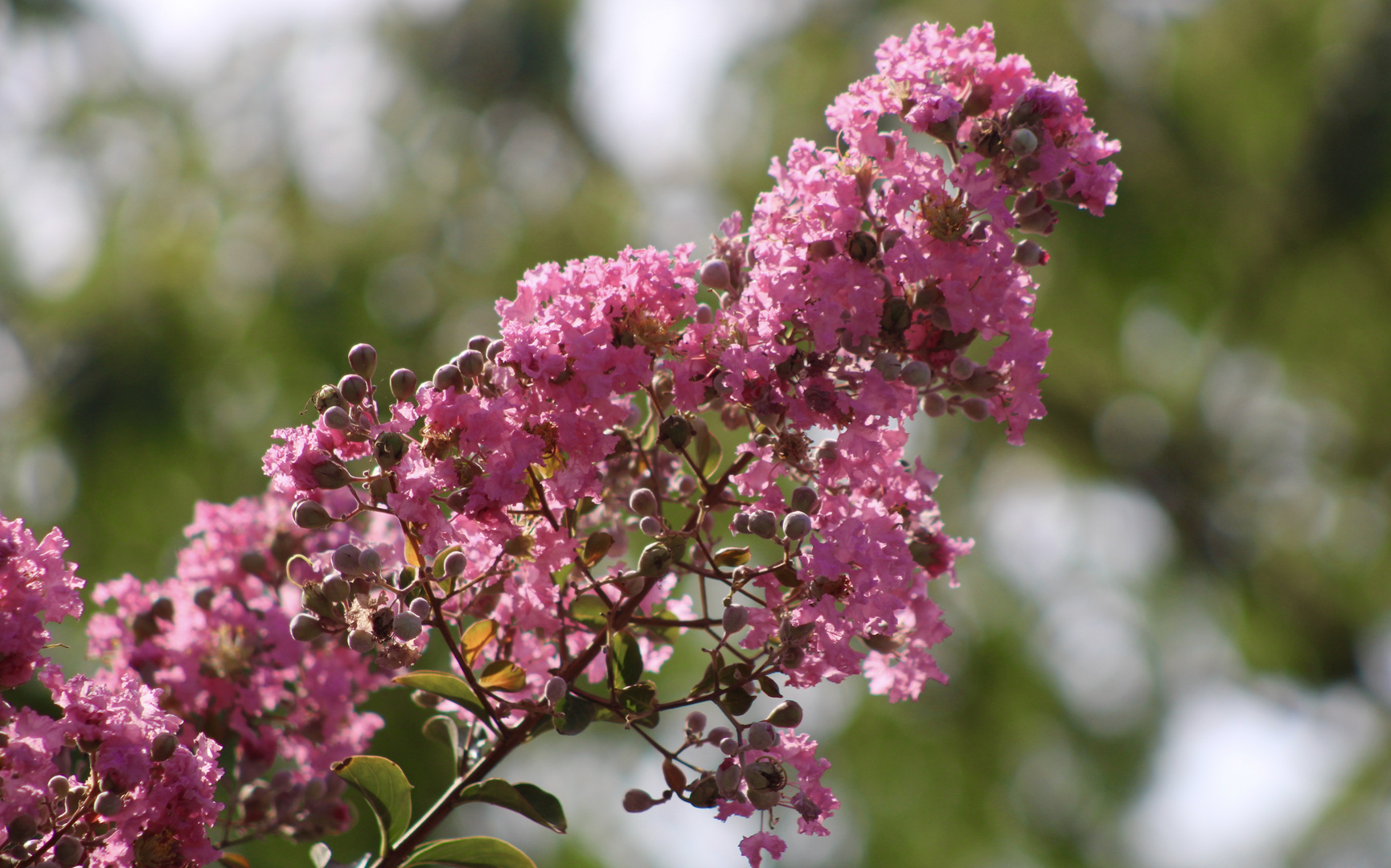 ... couleur - a rosa bonbon + vert !!!...