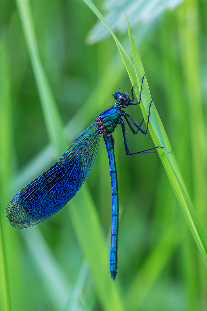 Couleur bleu !