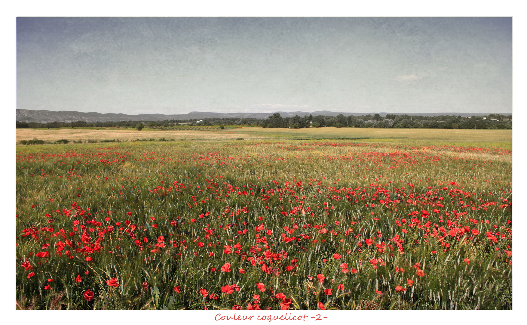 Couleur coquelicot 2