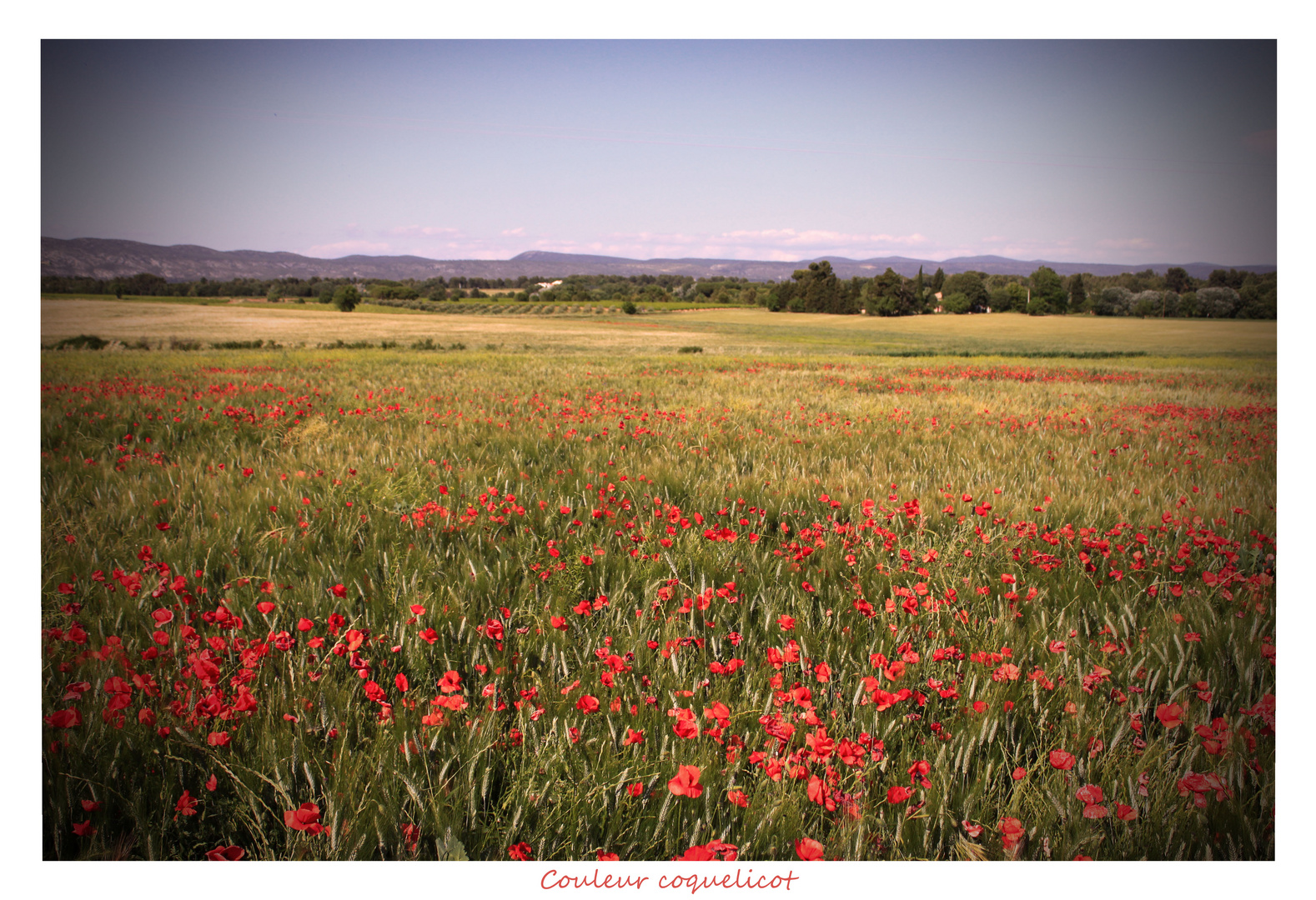 couleur coquelicot