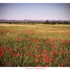 couleur coquelicot