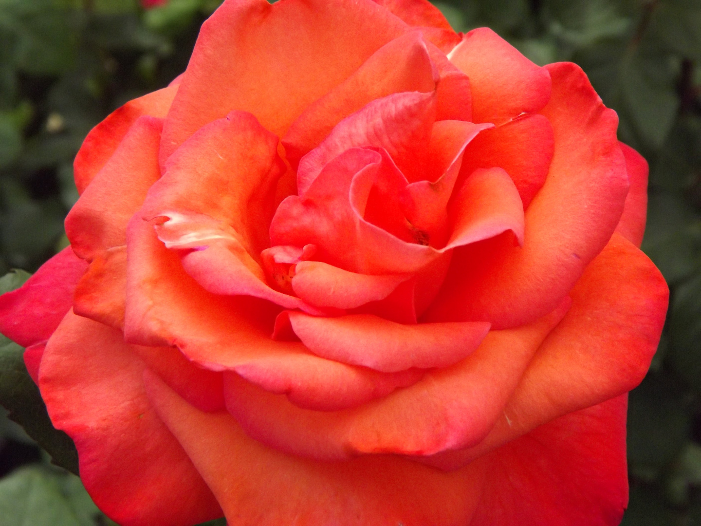 Couleur Corail Photo Et Image Fleurs Roses Rose Images Fotocommunity Couleur Corail Photo Et Image Fleurs Roses Rose Images Fotocommunity