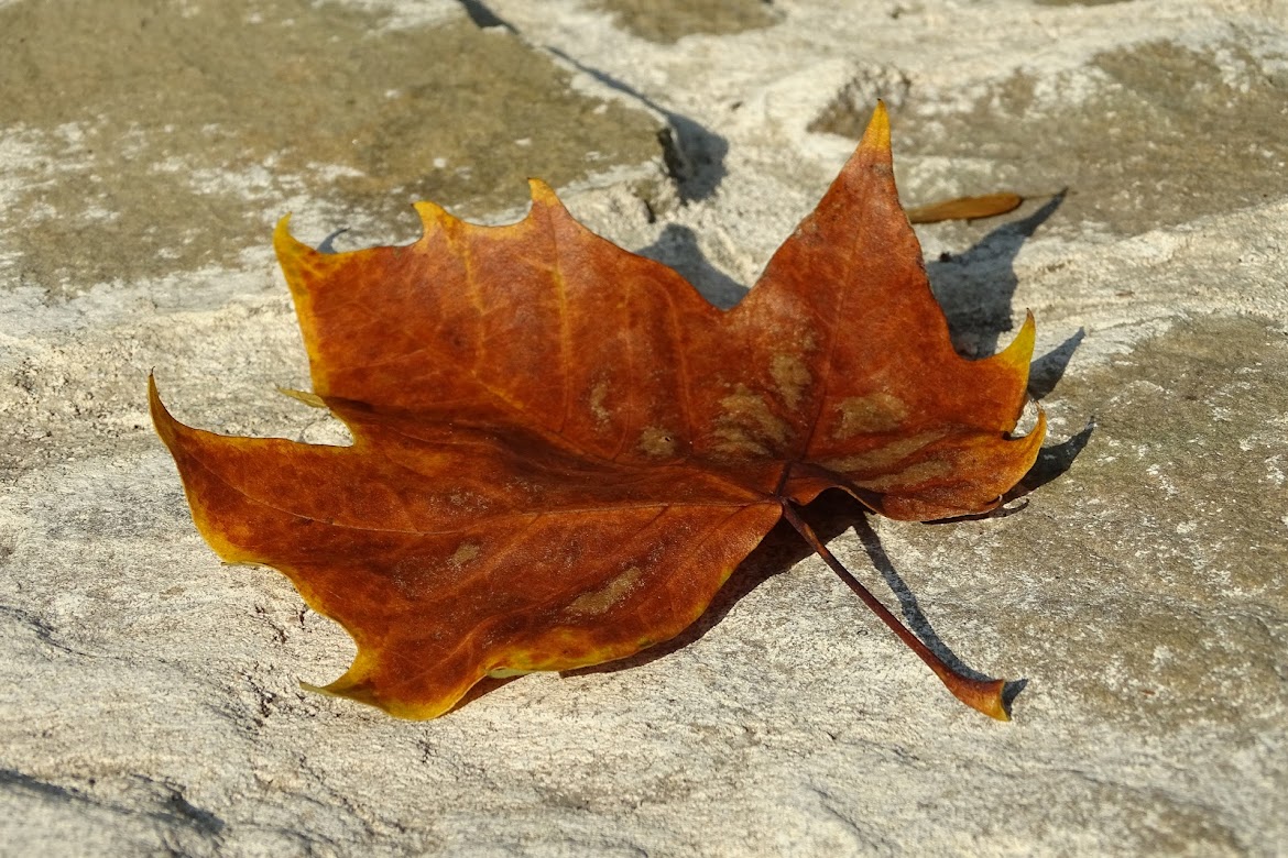 Couleur cuir de l'automne 