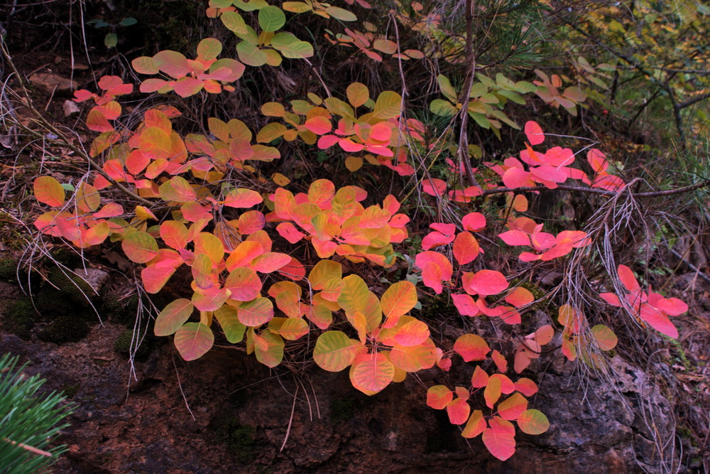 couleur d automne