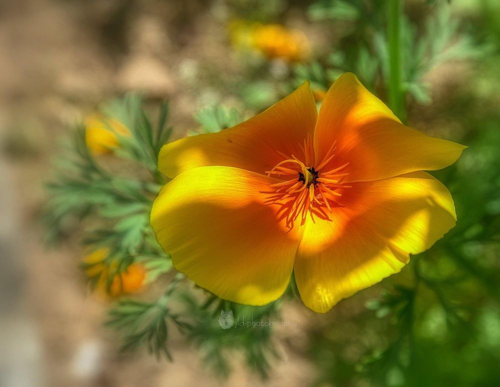 Couleur d été 