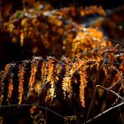 Couleur d'ambre !