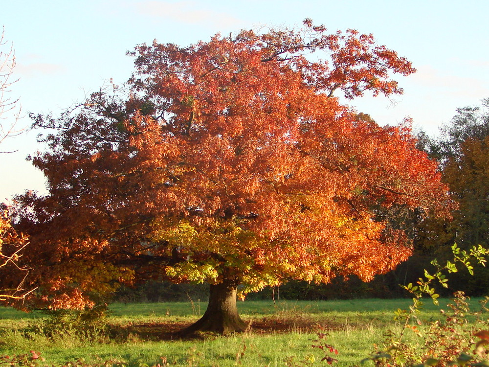 Couleur d'Automne