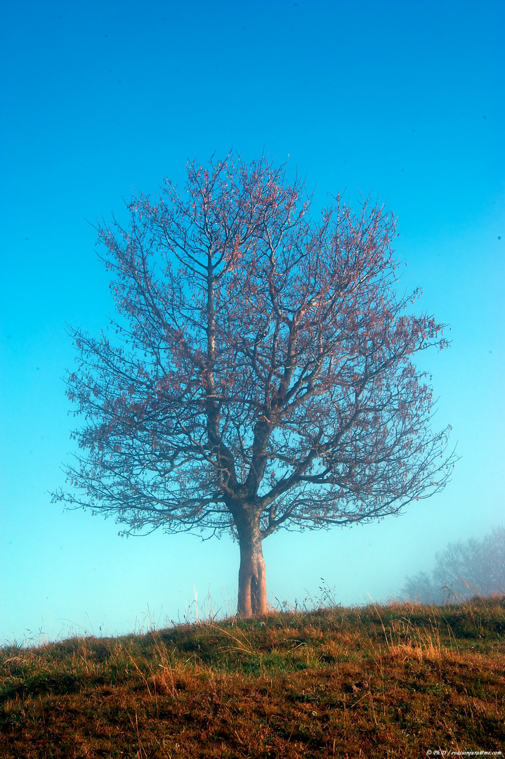 Couleur d'automne 2