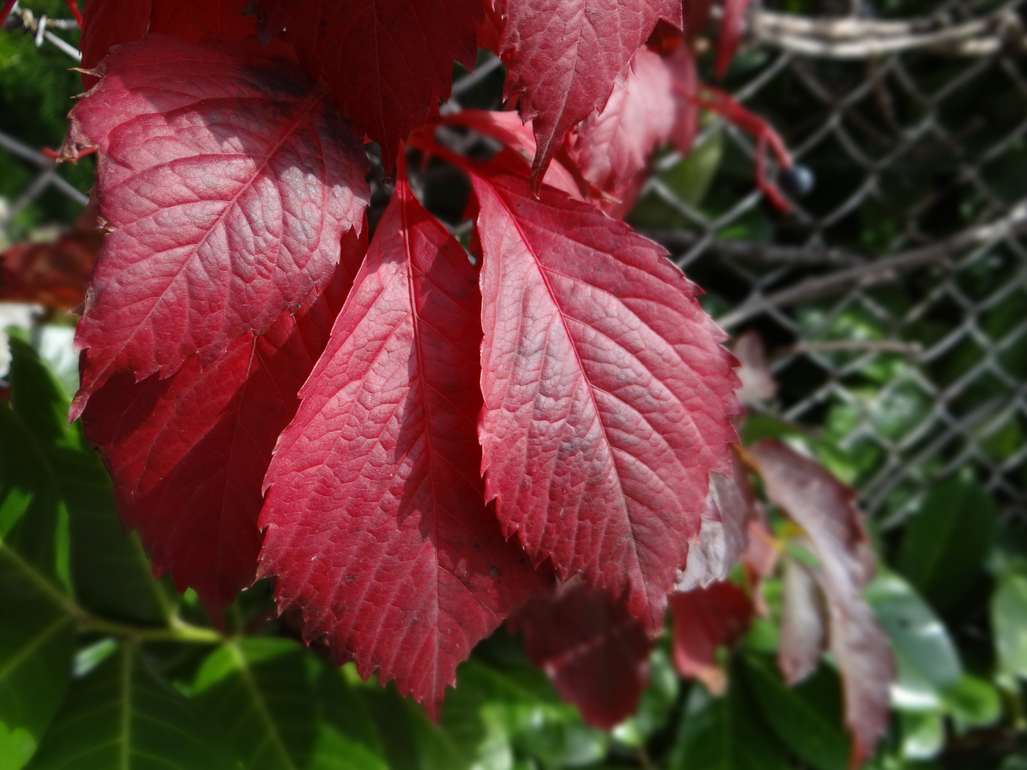 Couleur d'automne