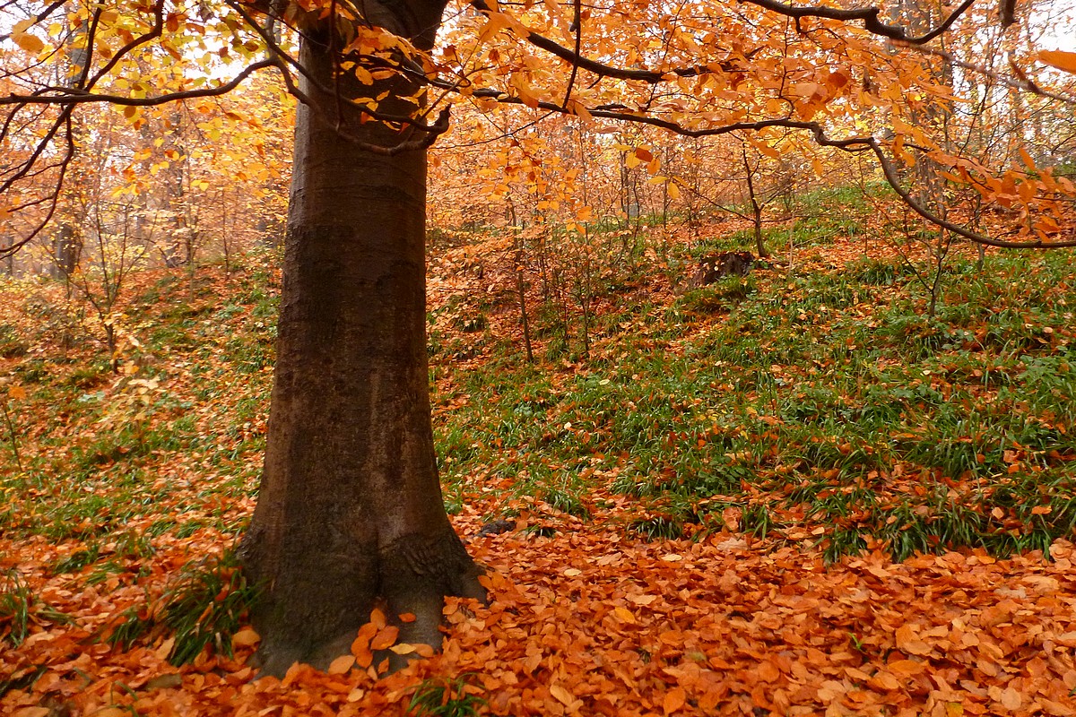 Couleur d'automne