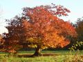 Couleur d'Automne de yanka 