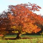 Couleur d'Automne