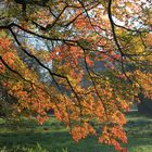 couleur d'automne à la douve