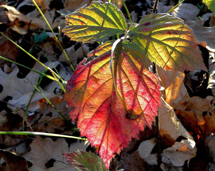 couleur d'automne