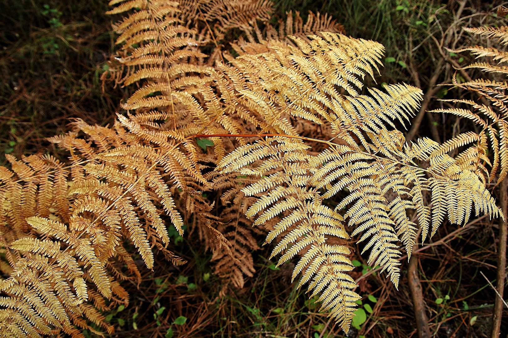 couleur d'automne !!!