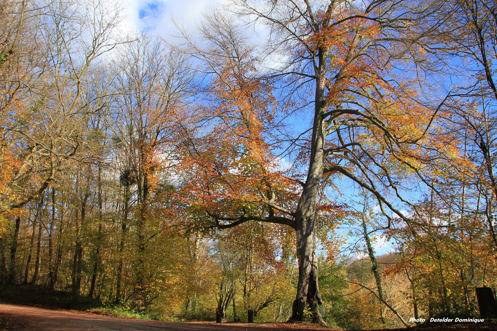 Couleur d'Automne