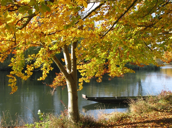 Couleur d'automne sur l'Ill à la Wantzenau (Bas-Rhin)