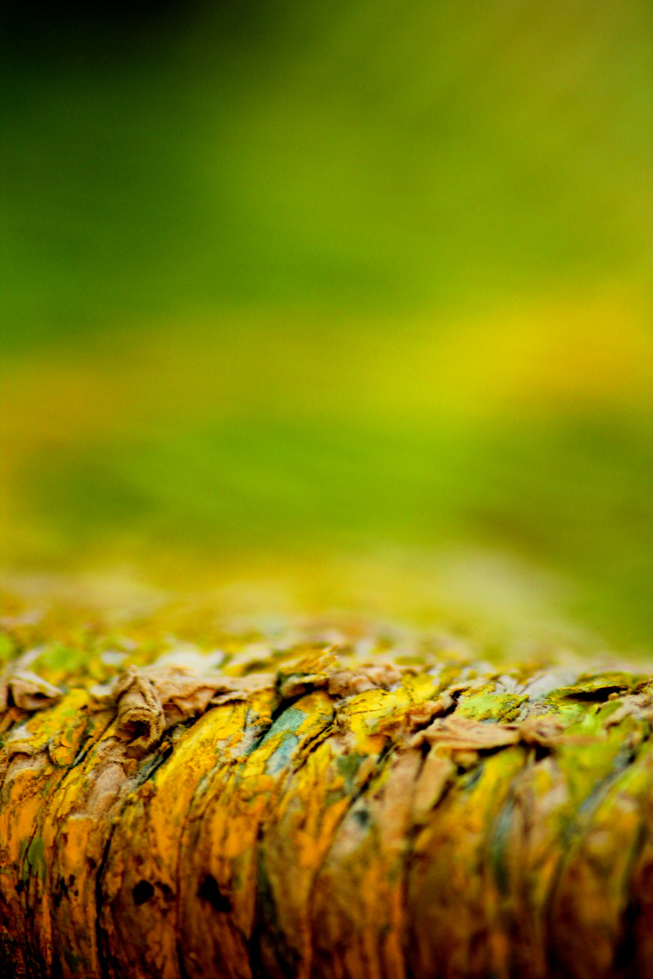 Couleur de paille