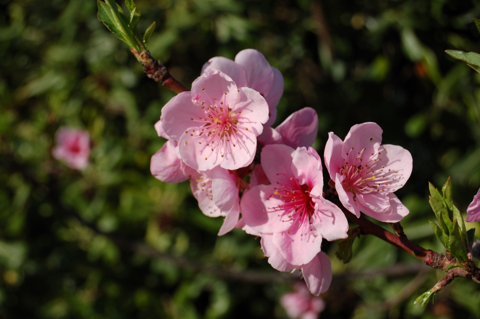 couleur de printemps