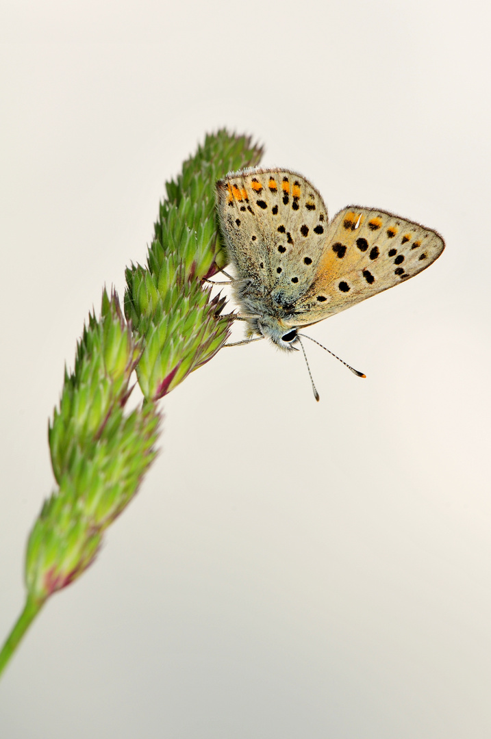 Couleur de suie